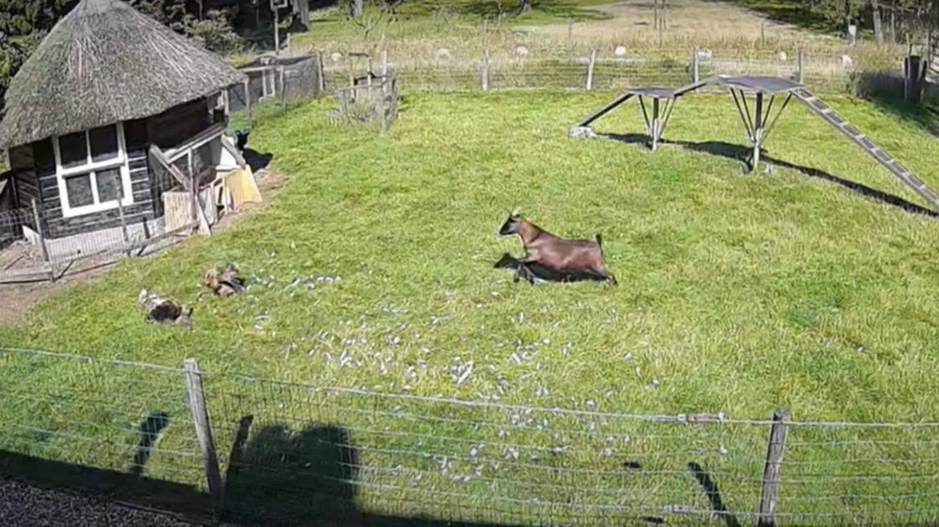 Los animales de una granja se unieron al rescátate de una gallina que estaba siendo atacada por un halcón